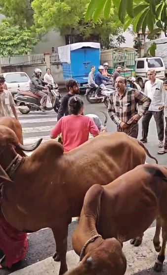 ઢોર છોડાવવા મહિલાએ SMCના કર્મચારીઓ પર ઉગામ્યું  દાતરડું