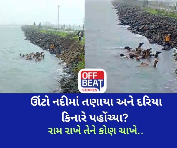 ગુજરાતના આ ગામમાંથી તણાઈને મધદરિયે પહોંચ્યું ઊંટનું ઝુંડ!