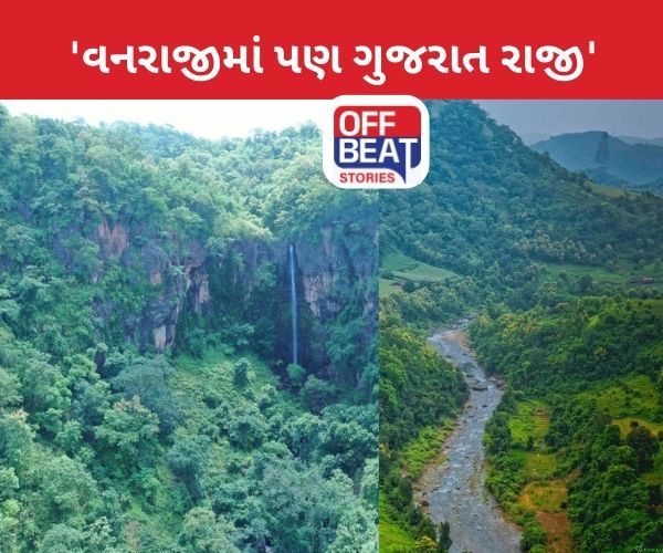 PHOTOS : ગુજરાતમાં વન'રાજી'!