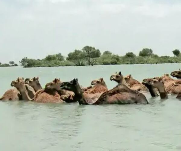 કચ્છથી તરતા તરતા દ્વારકા પહોંચ્યા 33 ઊંટ