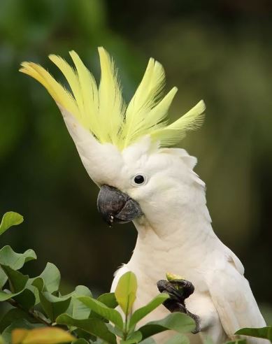 અમદાવાદમાંથી લાખોના પોપટ ચોરાયા