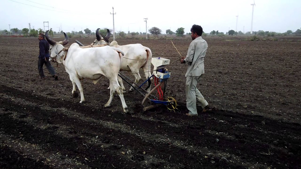 સારો વરસાદ થતા ખેડુતોએ મન મુકીને કરી વાવણી