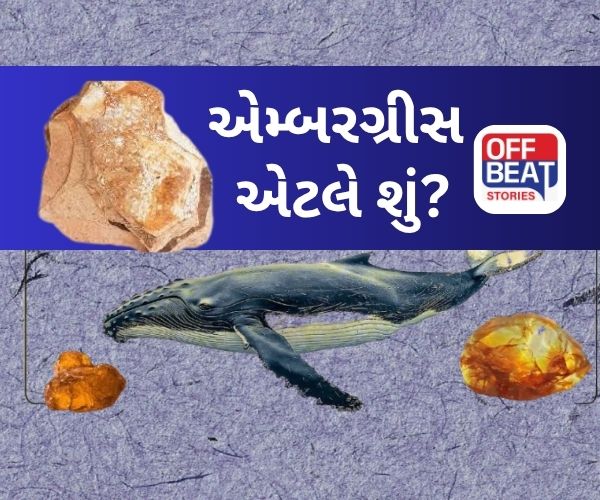 કેમ કિંમતી છે એમ્બરગ્રીસ (વ્હેલ માછલીની ઉલટી)?