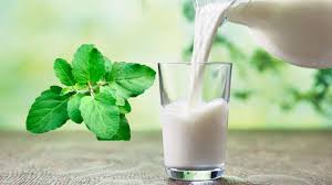 તુલસીના પાન દૂધમાં ઉમેરીને કરો સેવન