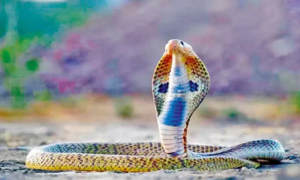 આજે વિશ્વ સર્પ દિવસ