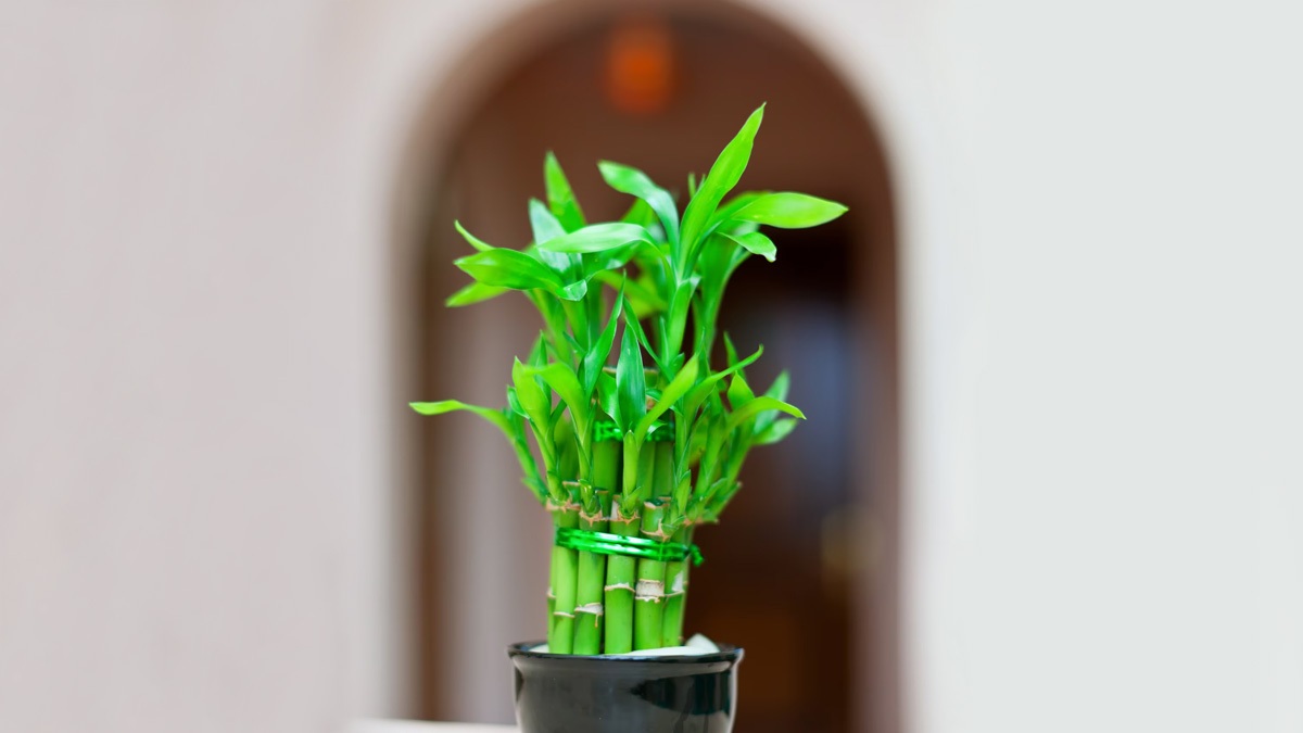 ઘરની આ દિશામાં લગાવશો  વાંસનો છોડ... તો મળશે જબરદસ્ત લાભ