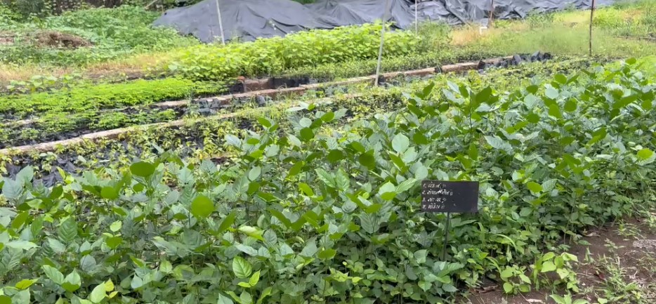 વન વિભાગનું હરિયાળું ભવિષ્ય બનાવા ભગીરથ કાર્ય