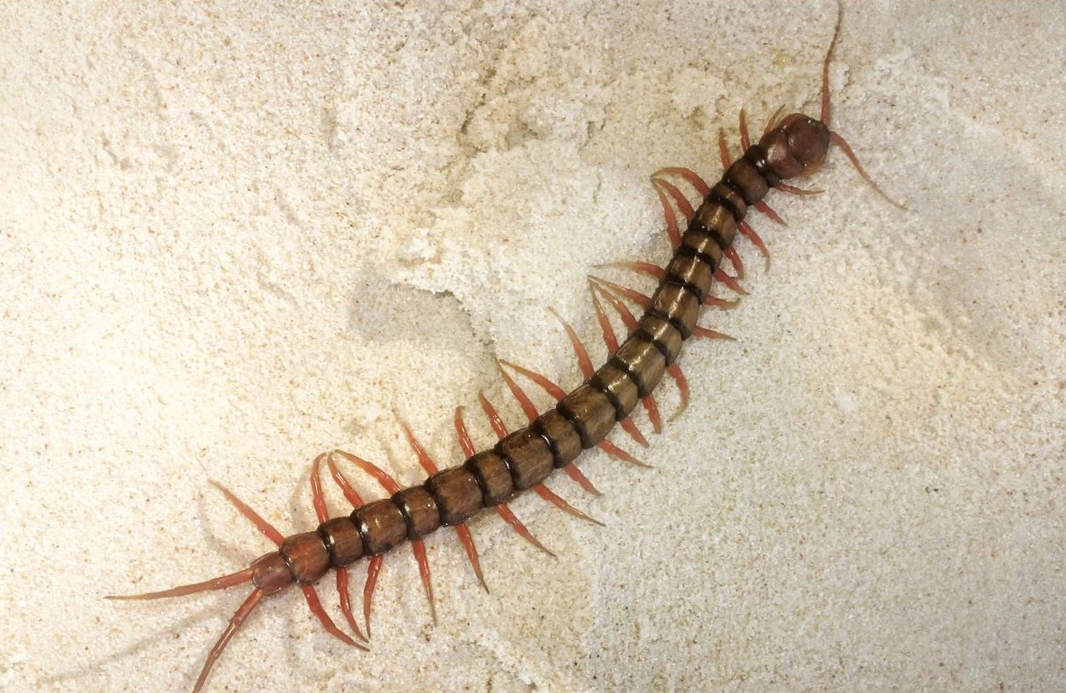 શ્રાવણ મહિનામાં જો તમારા ઘરમાં કાનખજૂરો દેખાયો