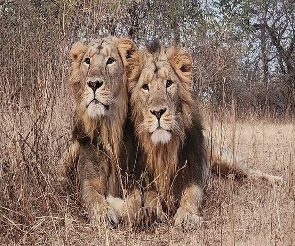 ગીરનું ગૌરવ