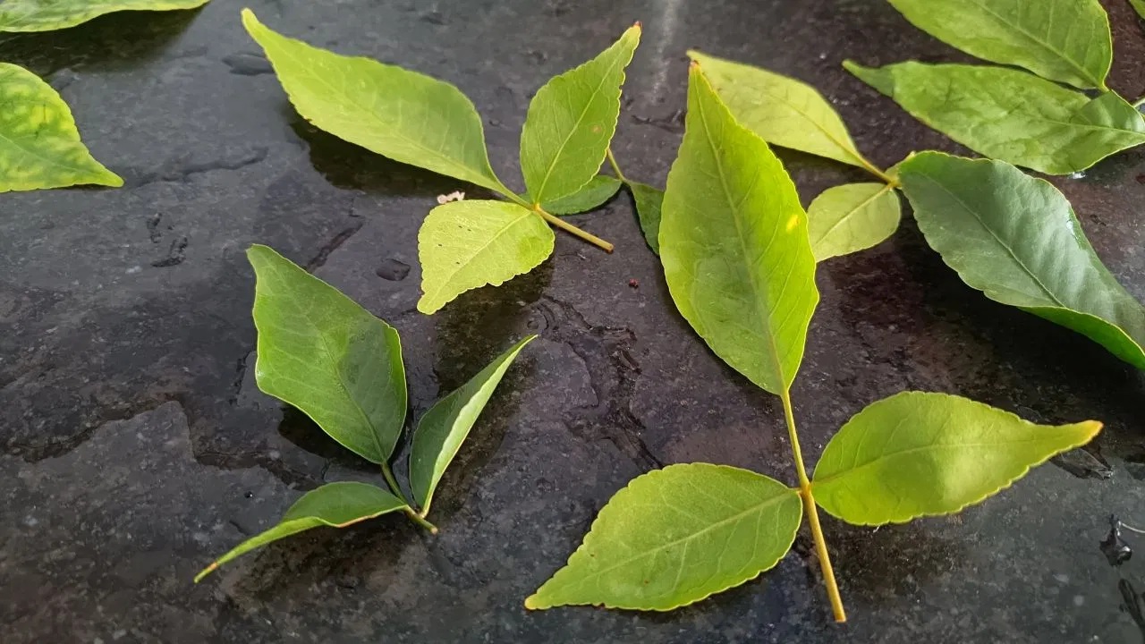 પેટની સફાઈ માટે રોજ ચાવો આ પાન