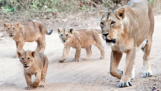 બાળસિંહોના મોતના વિવાદ વચ્ચે વધુ એક સિંહણનું મોત