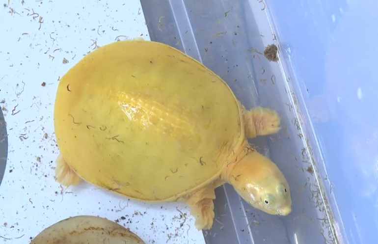 વડોદરામાં જોવા મળ્યો અનોખો કાચબો