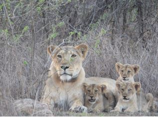 વિશ્વ સિંહ દિવસ