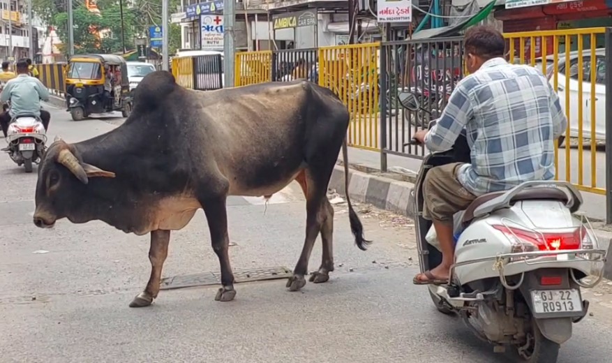 નર્મદા જિલ્લામાં રખડતા ઢોરનો ત્રાસ