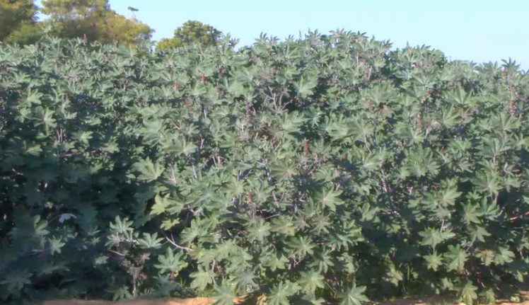 પ્રાકૃતિક ખેતી ખેડૂતો માટે બની વરદાન