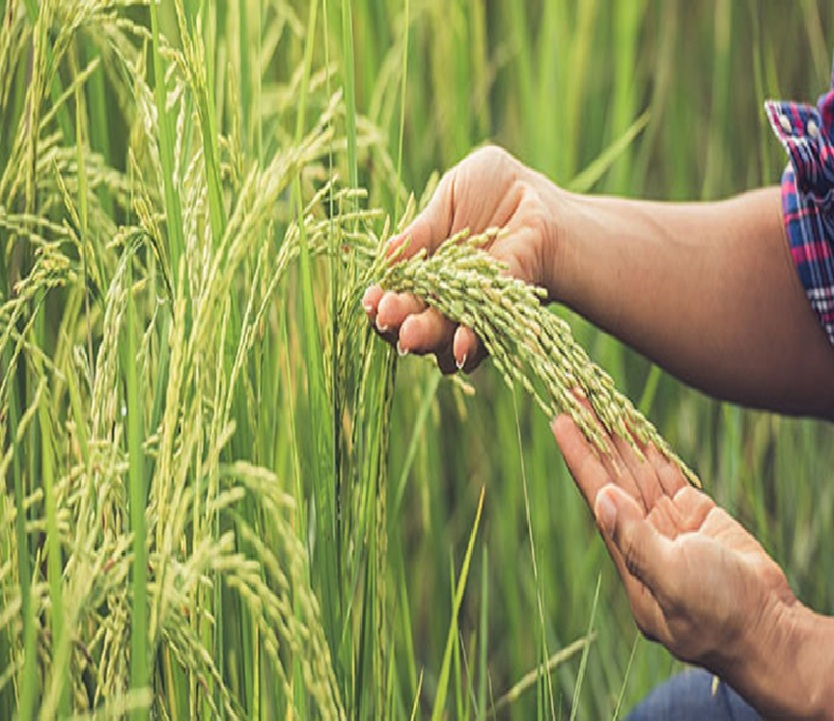 ખેતી નિયામક કચેરીએ સૂચવ્યા મહત્વપૂર્ણ પગલા