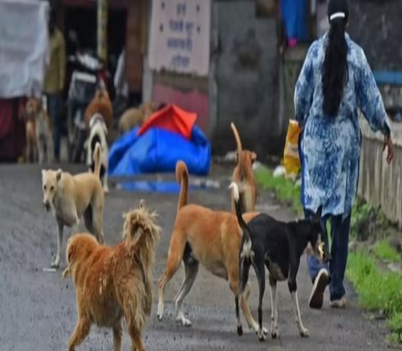 તુર્કીથી લઈને જાપાન સુધી કેવી રીતે કંટ્રોલ કરાય છે શેરી કૂતરા?