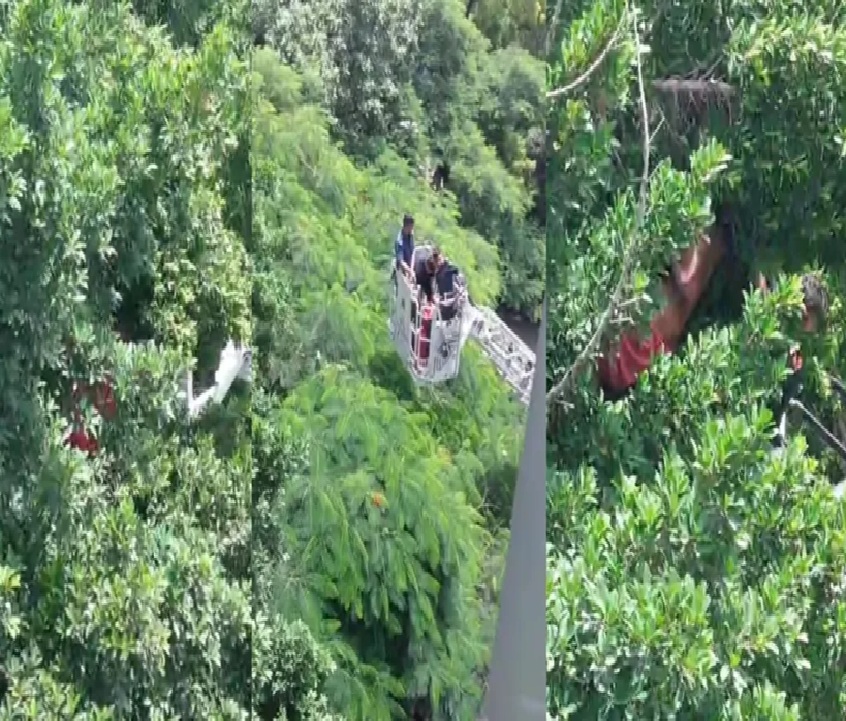 સુરત હોસ્પિટલની જૂની બિલ્ડિંગ પાસે ઊંચા ઝાડ પર ચઢી ગઈ મહિલા