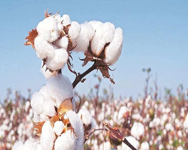 Cotton Import