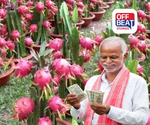 આ સરકાર Dragon Fruit ની ખેતી પર આપશે 270000 સુધી સબસીડી!