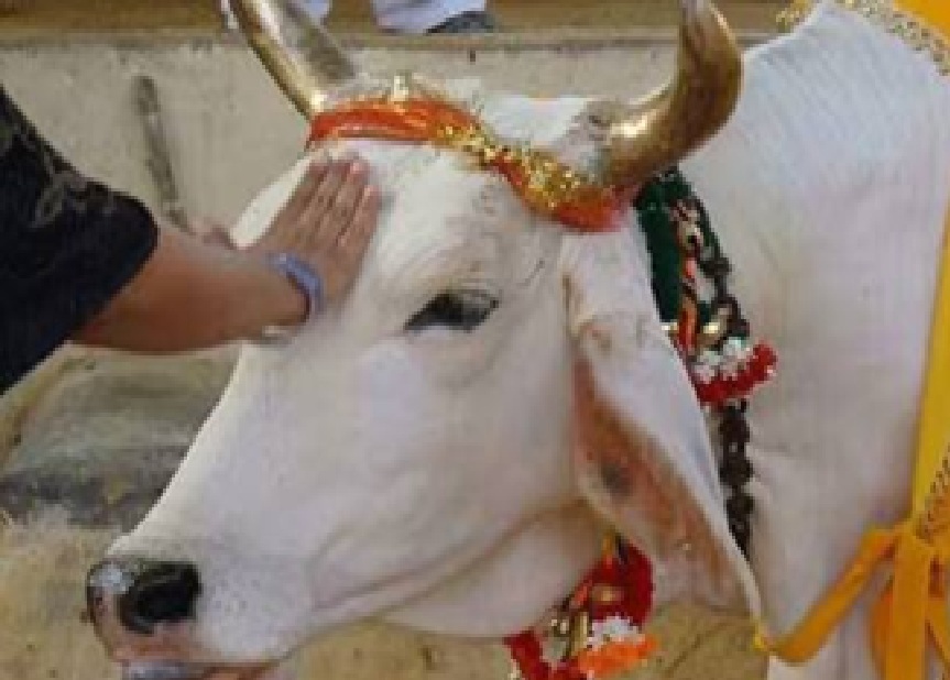 ગુજરાતમાં પણ મહારાષ્ટ્રની માફક ગાયને રાજ્ય માતા જાહેર કરવા માંગ