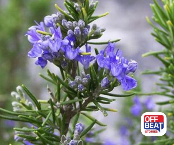 Rosemary ની ખેતીથી ઓછા ખર્ચેમાં મળશે મોટી આવક!