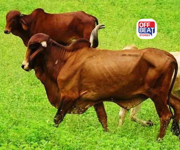 Animal Blood Transfusion SOP: પશુપાલન મંત્રાલયની ઐતિહાસિક પહેલ