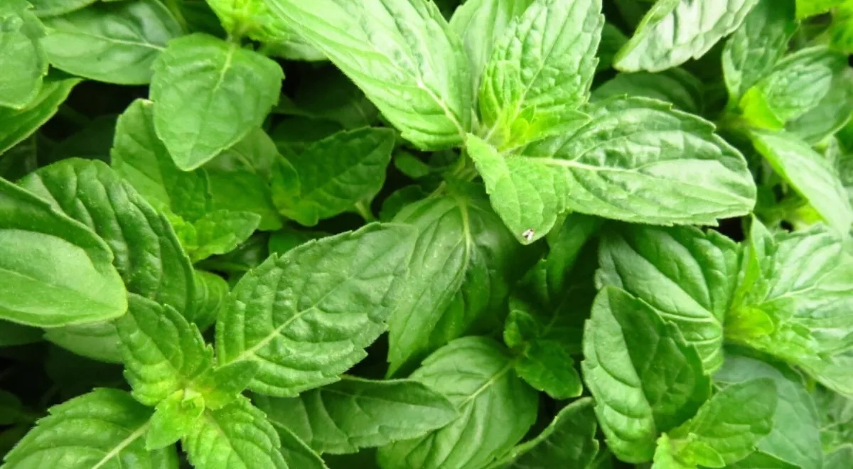 ઔષધીય ગુણોથી ભરપૂર આ પાંદડા દરરોજ ચાવો