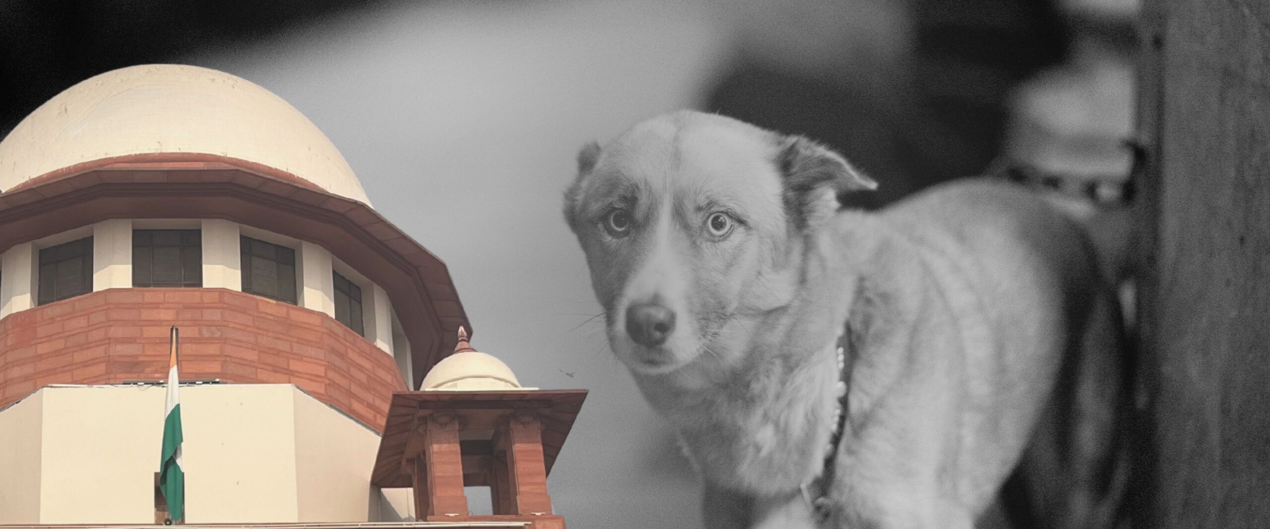 હું રખડતા કૂતરાઓનો આભારી છું...