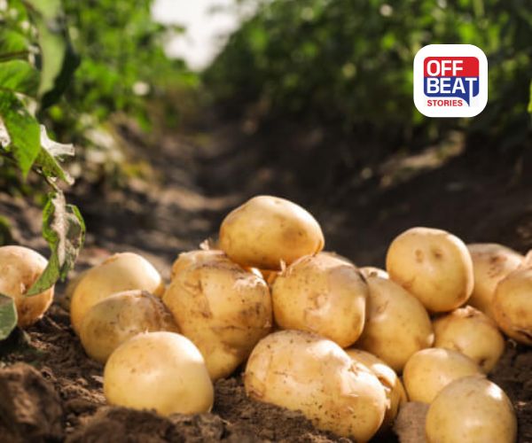 માલામાલ થવા આ ખેતી કરો!