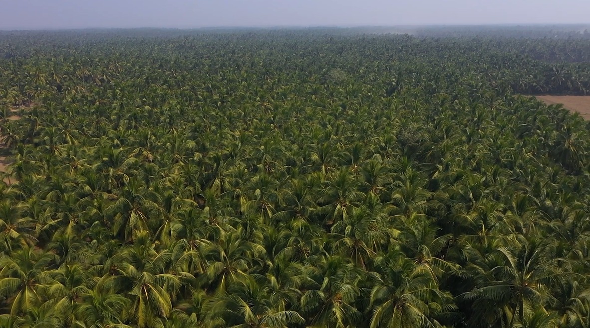નાળિયેરીના વાવેતરમાં રેકોર્ડ બ્રેક વધારો