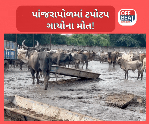 Mehsana થોળના પાંજરાપોળમાં 15થી20 ગાયોના મોત