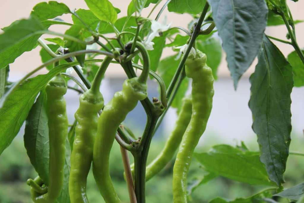 ઘરે જ વાવો મસાલેદાર લીલા મરચાં