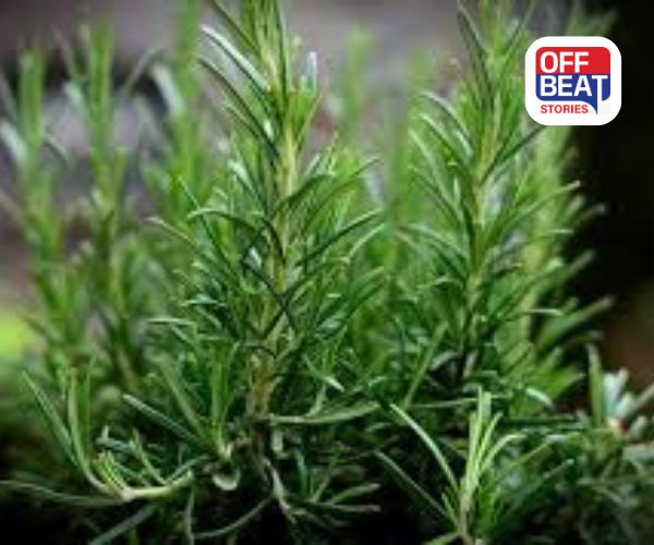 રોઝમેરીની ખેતી ઓછા ખર્ચેમાં ડબલ કમાણી!