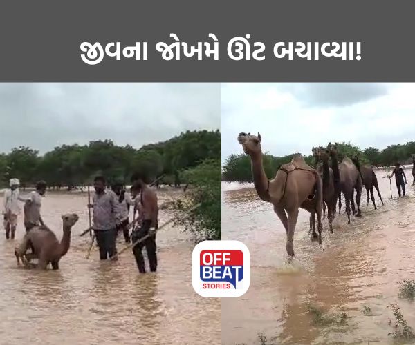 કચ્છમાં અનોખુ રેસ્ક્યૂ ઓપરેશન કરાયું
