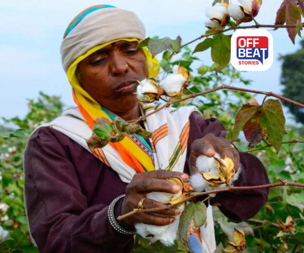 કપાસ વેચવા માર્કેટમાં રાહ જવાની હવે નથી જરૂર!