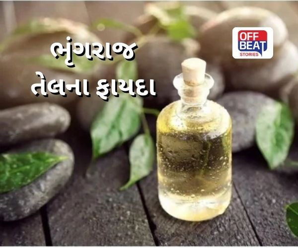 જાણો ભૃંગરાજ તેલ લગાવવાના અઢળક ફાયદા
