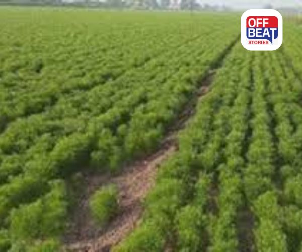 જીરાની ખેતી કરી કમાઈ શકો છો લાખો રૂપિયા