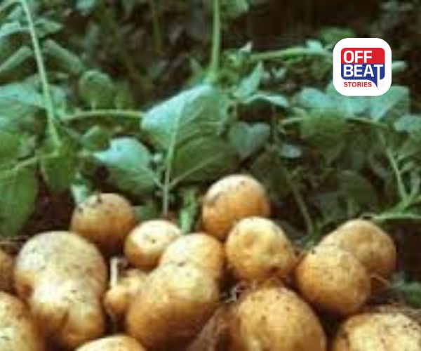 વાસણમાં ઉગાડો બટાકા મેળવો અદ્ભૂત લાભ!