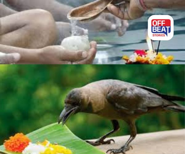 શ્રાદ્ધ દરમિયાન કેમ આપવામાં આવે છે કાગડાઓને ભોજન?