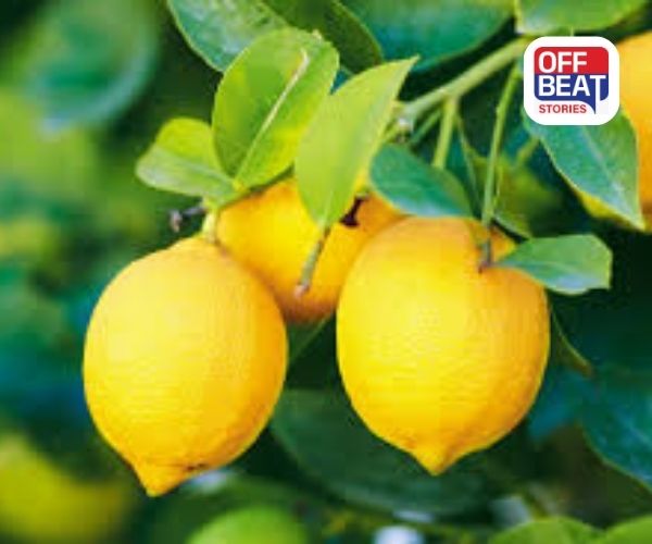 ઘરે રસદાર લીંબુ કેવી રીતે ઉગાડવા?