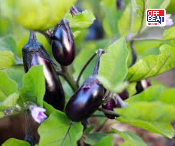 શું તમે રીંગણની ખેતી ખરાબ કરતી જીવાતથી પરેશાન છો?