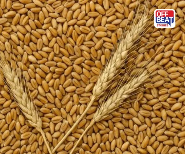 સૌથી વધુ ઉપજ માટે ઘઉંની આ જાતો દમદાર!