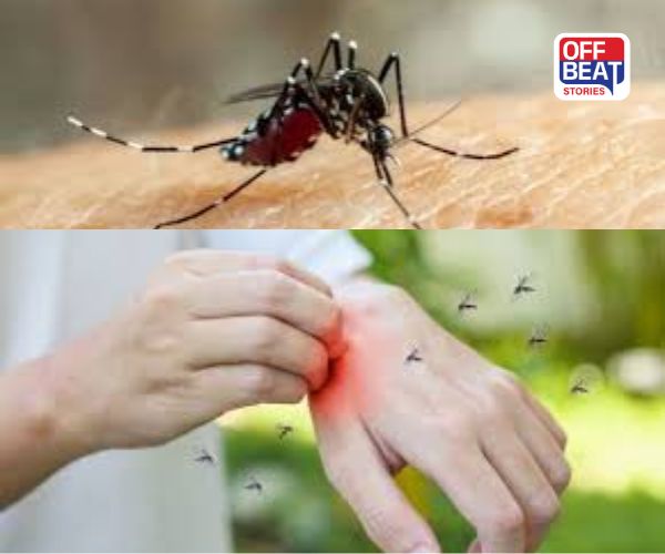 ડેન્ગ્યુ મચ્છરથી સાવધાન!