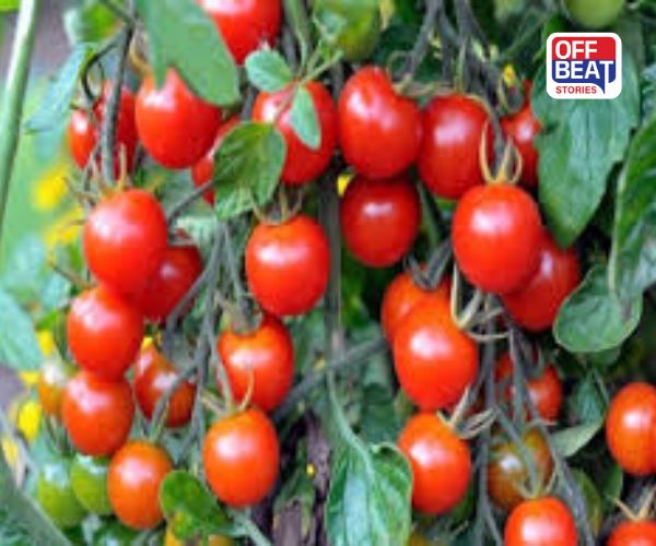 બેક્ટેરિયલ સુકા રોગથી મેળવો છૂટકારો