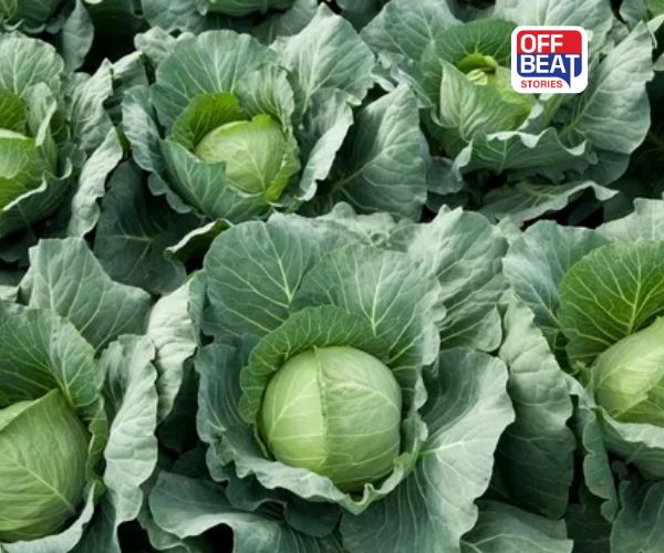 લાંબા સમય સુધી ટકતી કોબીની જાત