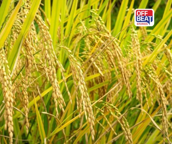 દેશભરમાં કલાનામક ચોખા ઉગાડવાની યોજના