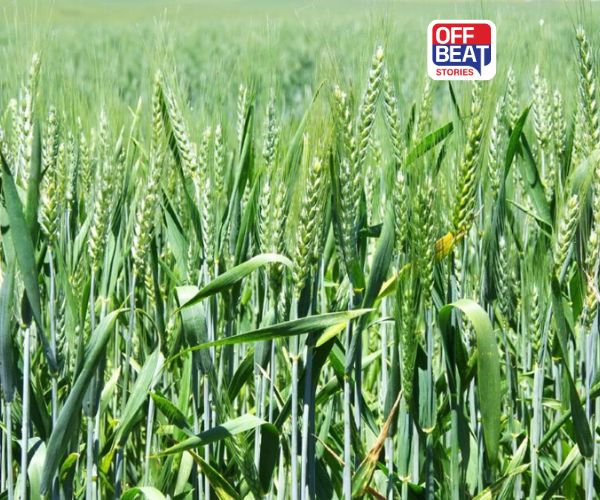 ભારતમાં ઘઉંની નવી જાતો ખેડૂતો માટે બની વરદાન