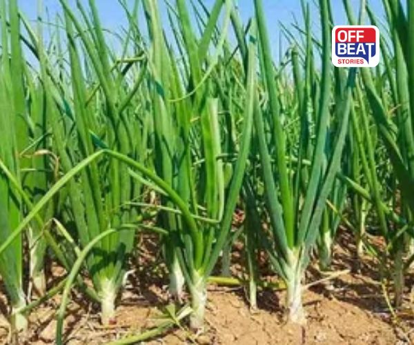 નવી તકનીકોથી કરો ડુંગળીની ખેતી