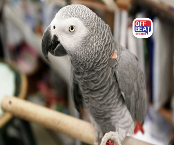 પોપટને પકડવા જતાં 12 વર્ષના બાળકનો ગયો જીવ